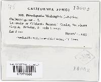 Pseudopeziza medicaginis image