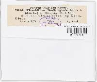 Pseudopeziza medicaginis image