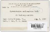 Pseudopeziza medicaginis image