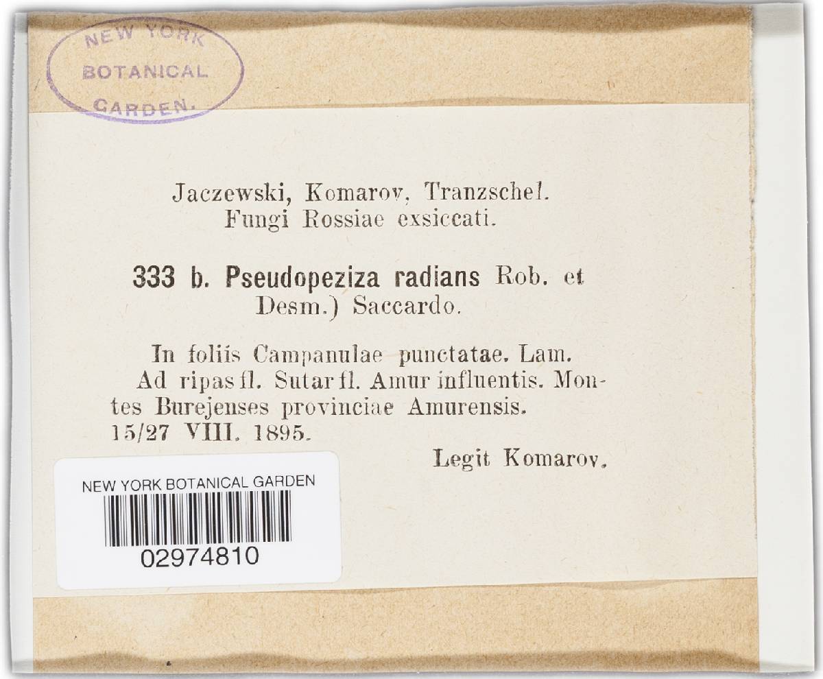 Leptotrochila radians image