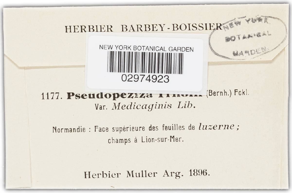 Pseudopeziza trifolii image
