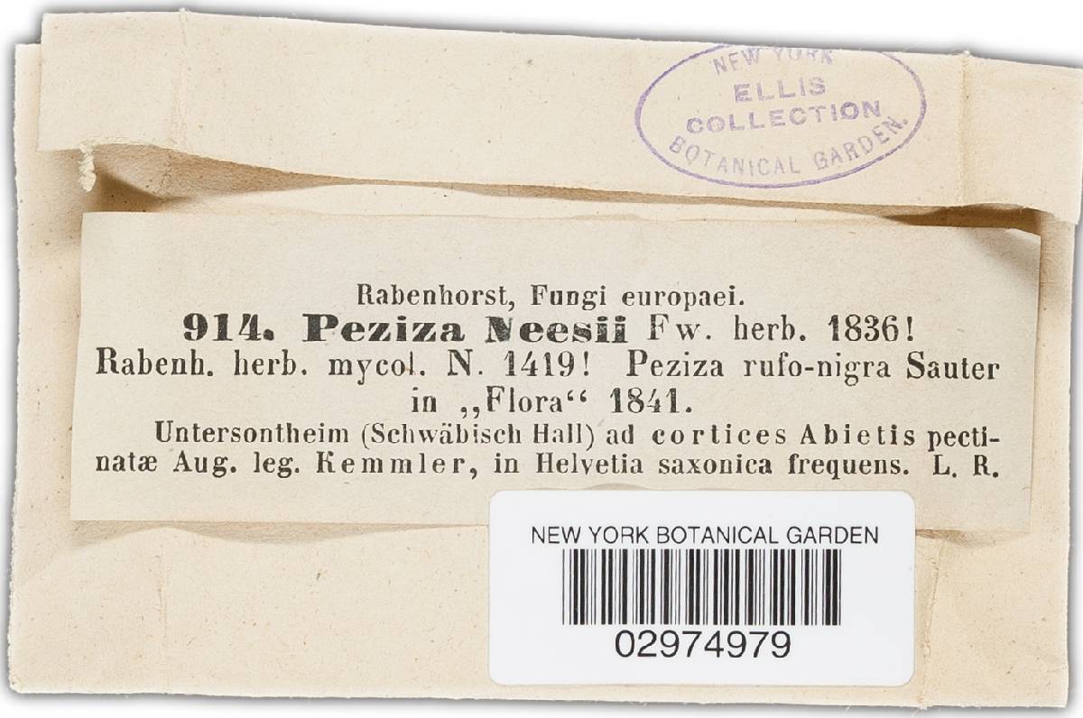 Pseudotryblidium neesii image
