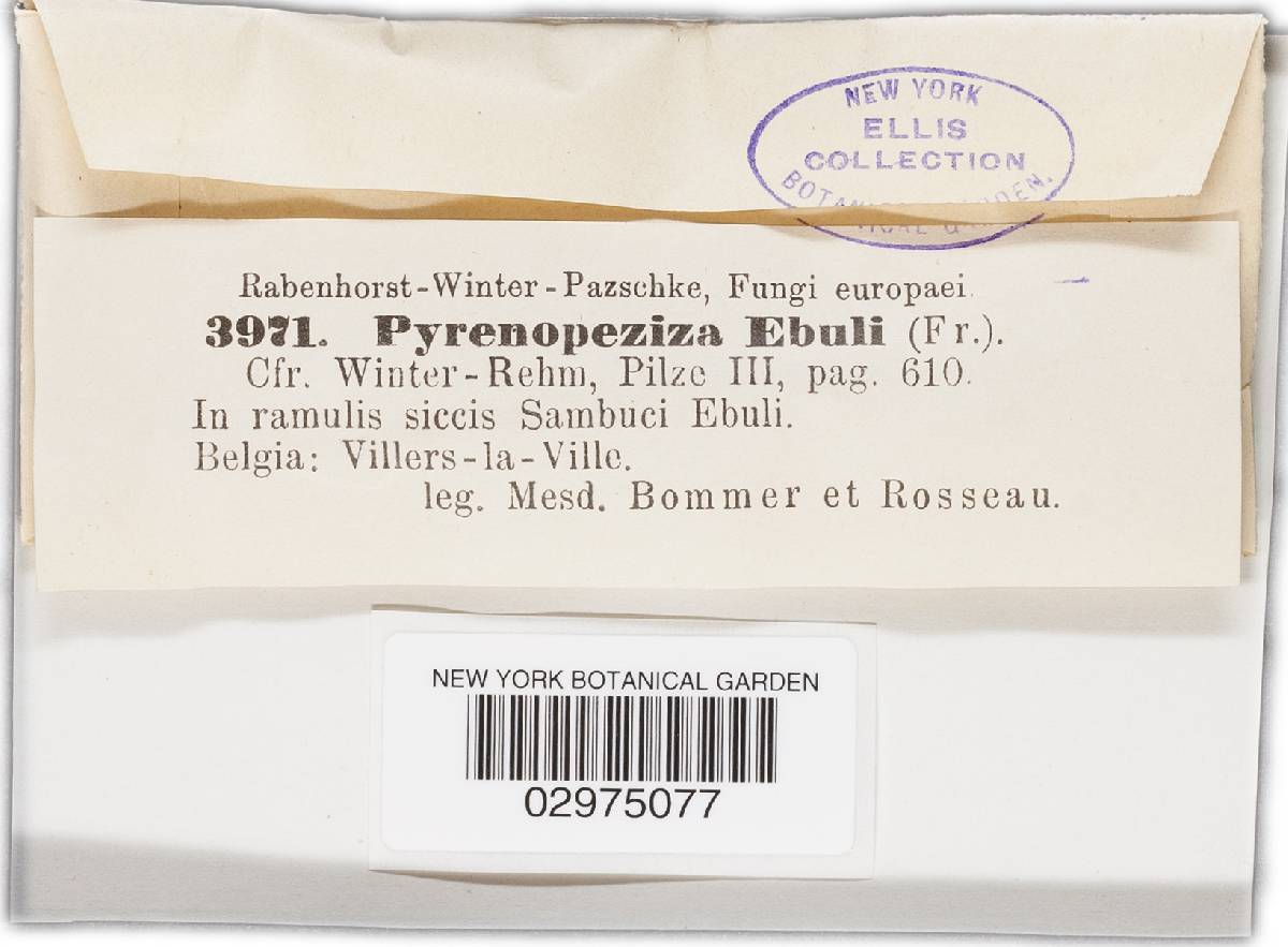 Pyrenopeziza ebuli image
