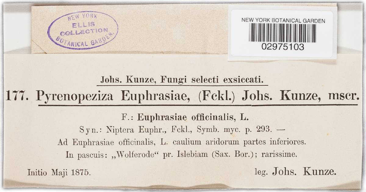 Mollisia euphrasiae image