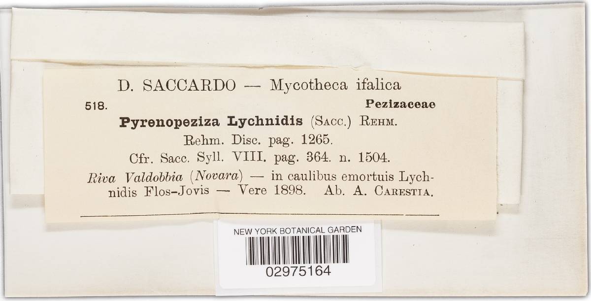 Pyrenopeziza lychnidis image