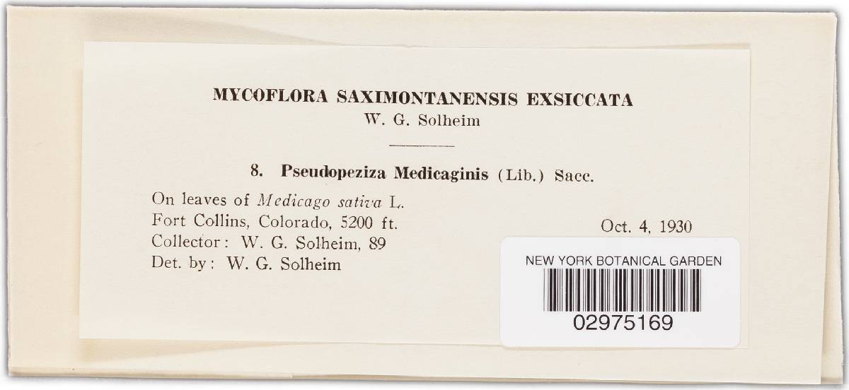Leptotrochila medicaginis image
