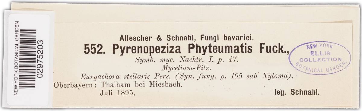 Pyrenopeziza phyteumatis image