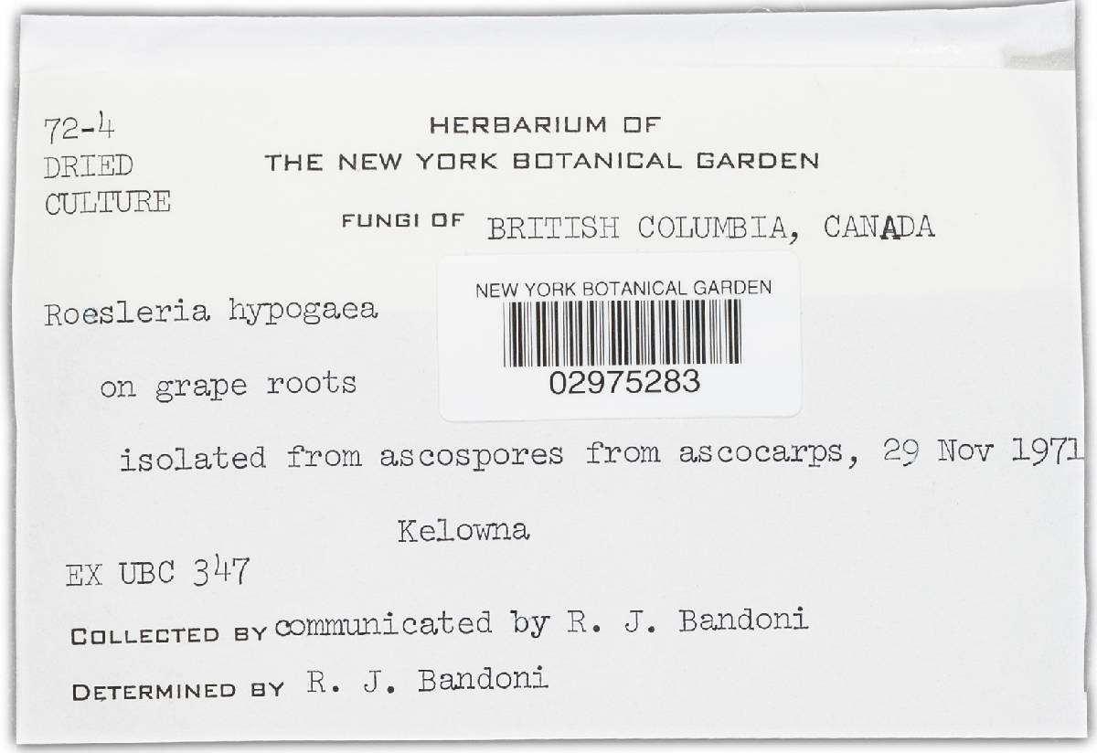 Roesleria subterranea image