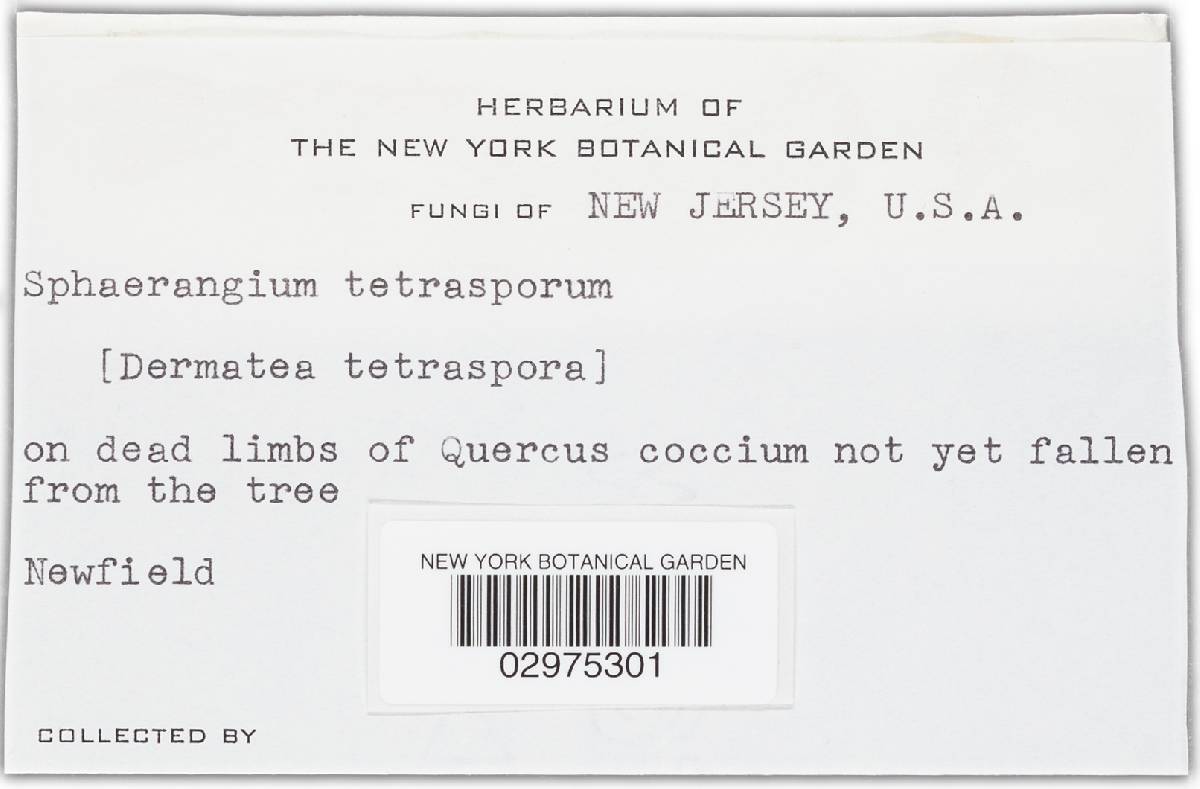 Mycosphaerangium tetrasporum image