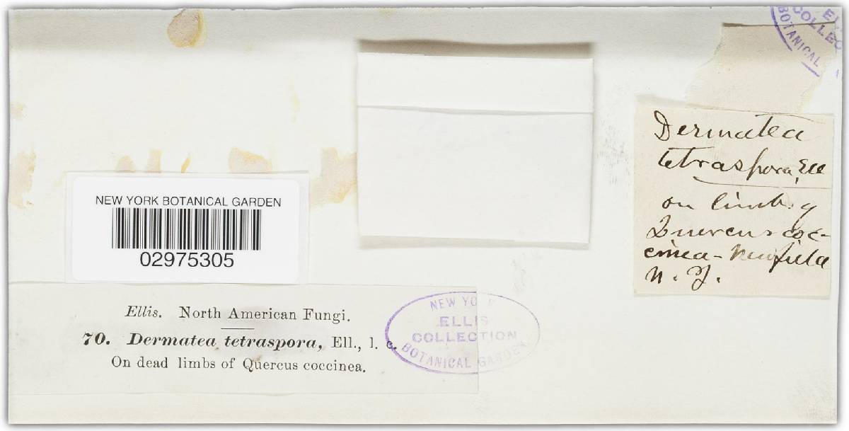 Mycosphaerangium tetrasporum image