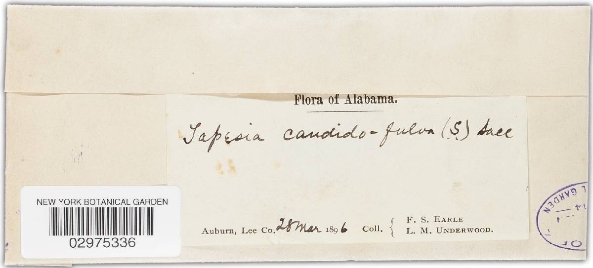 Arachnopeziza candidofulva image