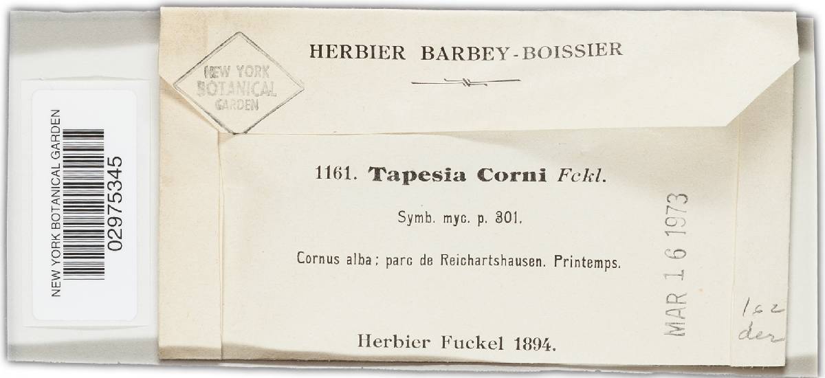 Tapesia corni image