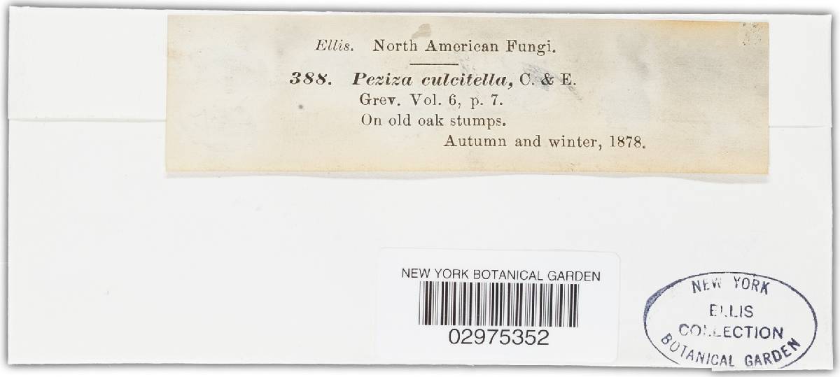 Tapesia culcitella image