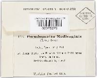 Pseudopeziza medicaginis image