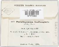 Pseudopeziza medicaginis image