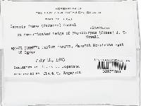 Tapesia fusca image