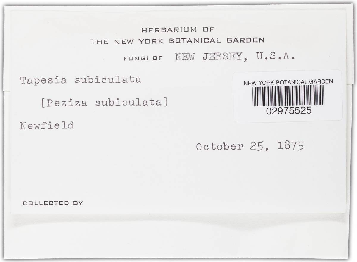 Tapesia subiculata image