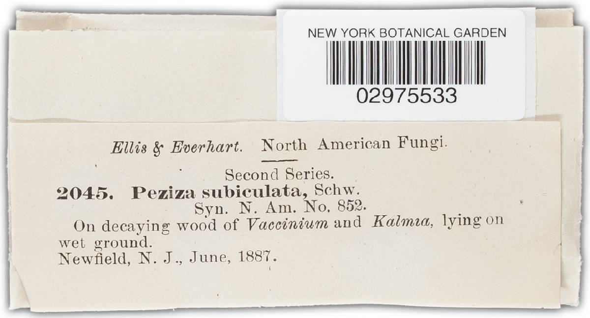 Tapesia subiculata image