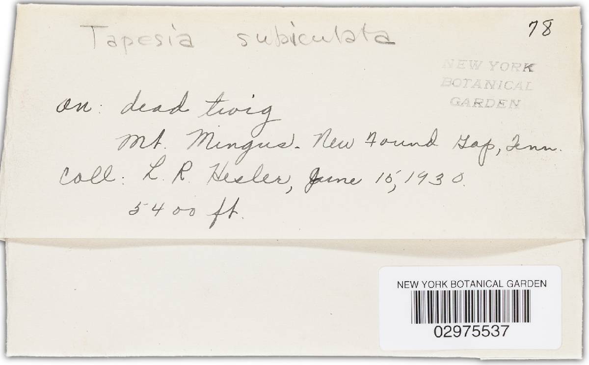 Tapesia subiculata image
