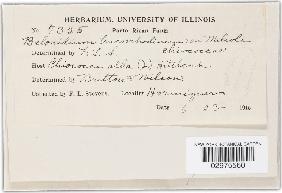 Trichobelonium leucorrhodinum image