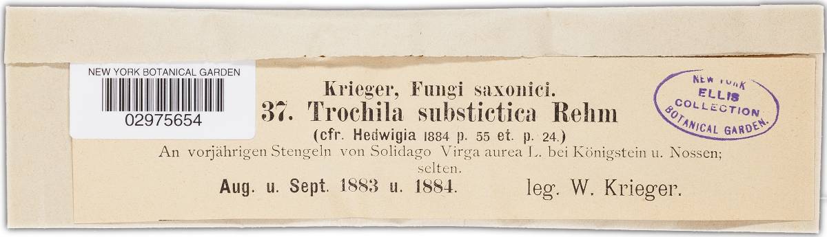 Trochila substictica image
