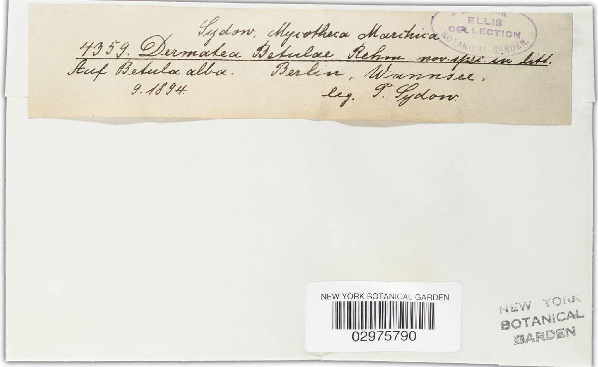 Pezicula betulae image