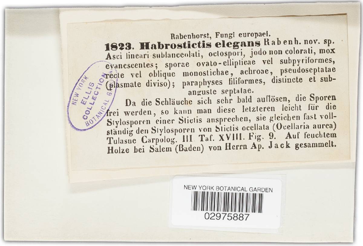 Habrostictis elegans image