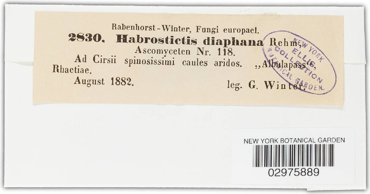 Habrostictis diaphana image