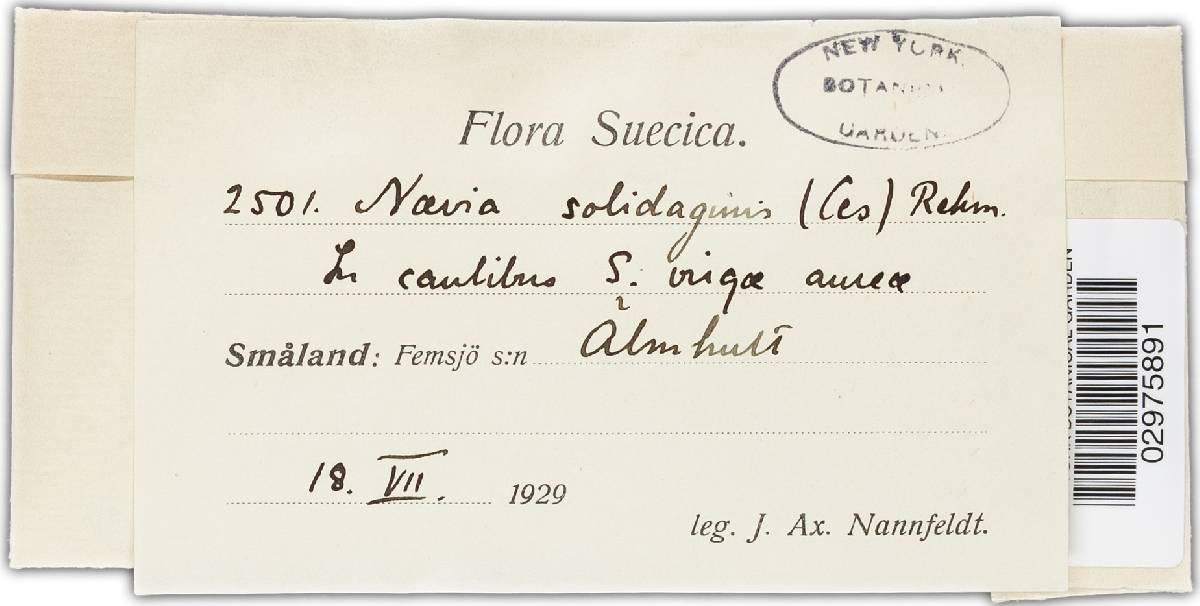 Ploettnera solidaginis image