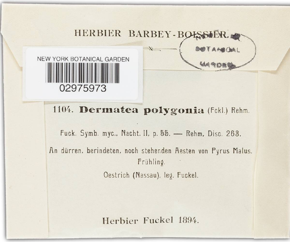 Dermatea polygonia image