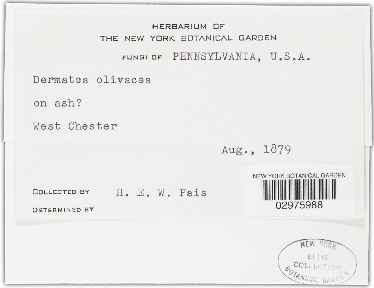 Dermatea olivacea image