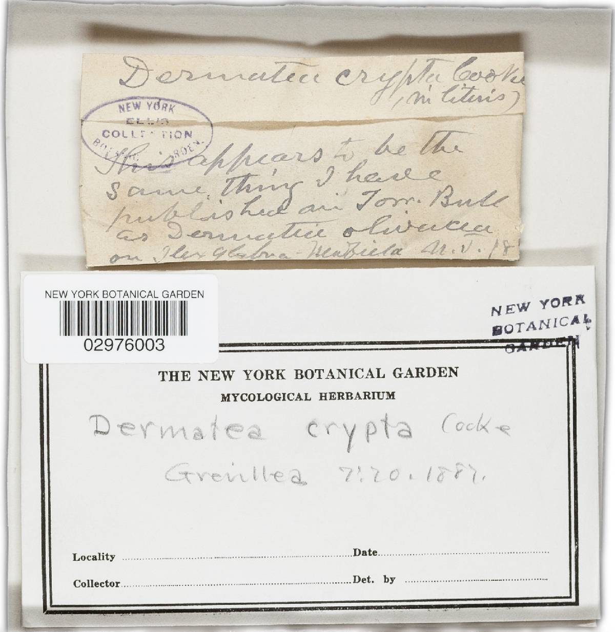 Scleroderris crypta image