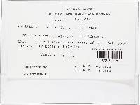 Orbilia coccinella image