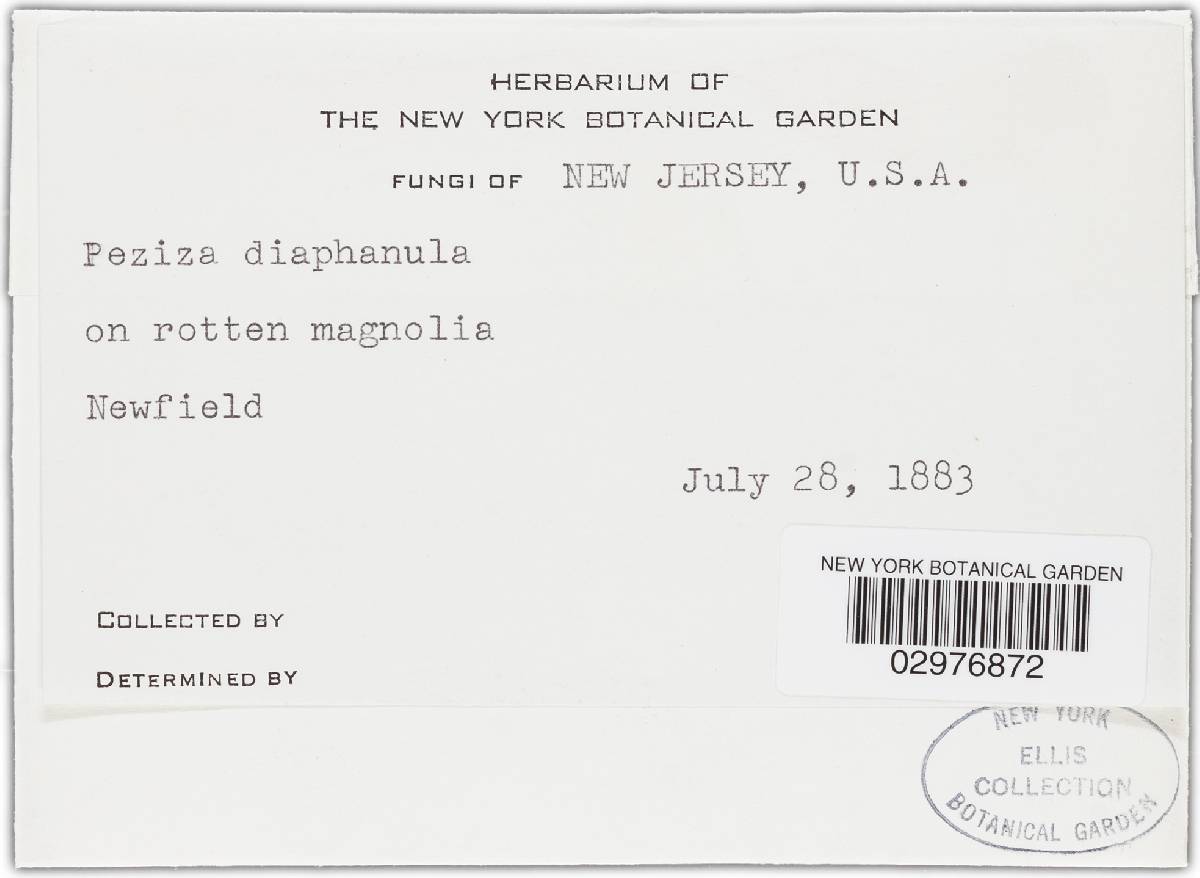 Orbilia diaphanula image