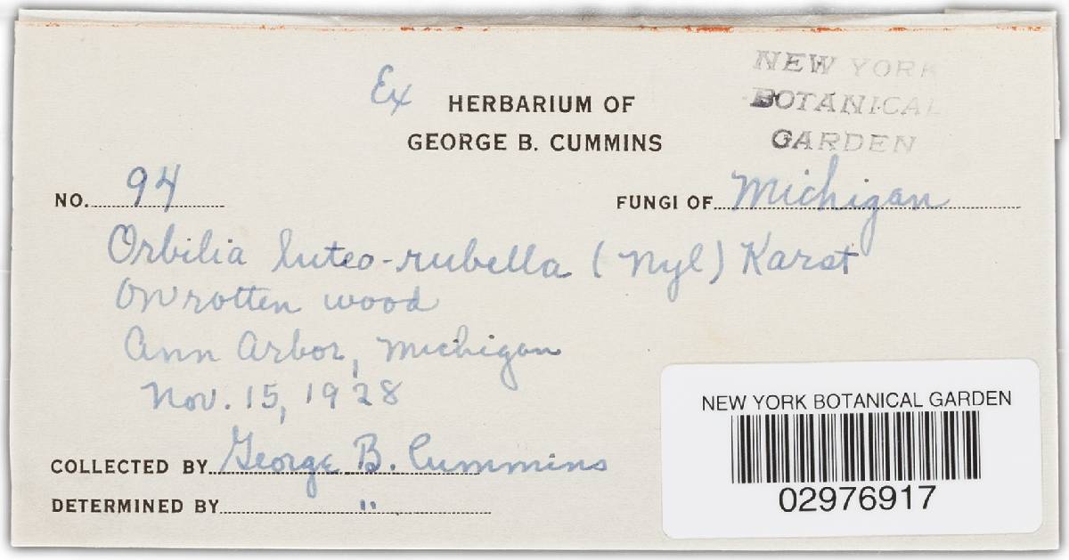 Orbilia luteorubella image