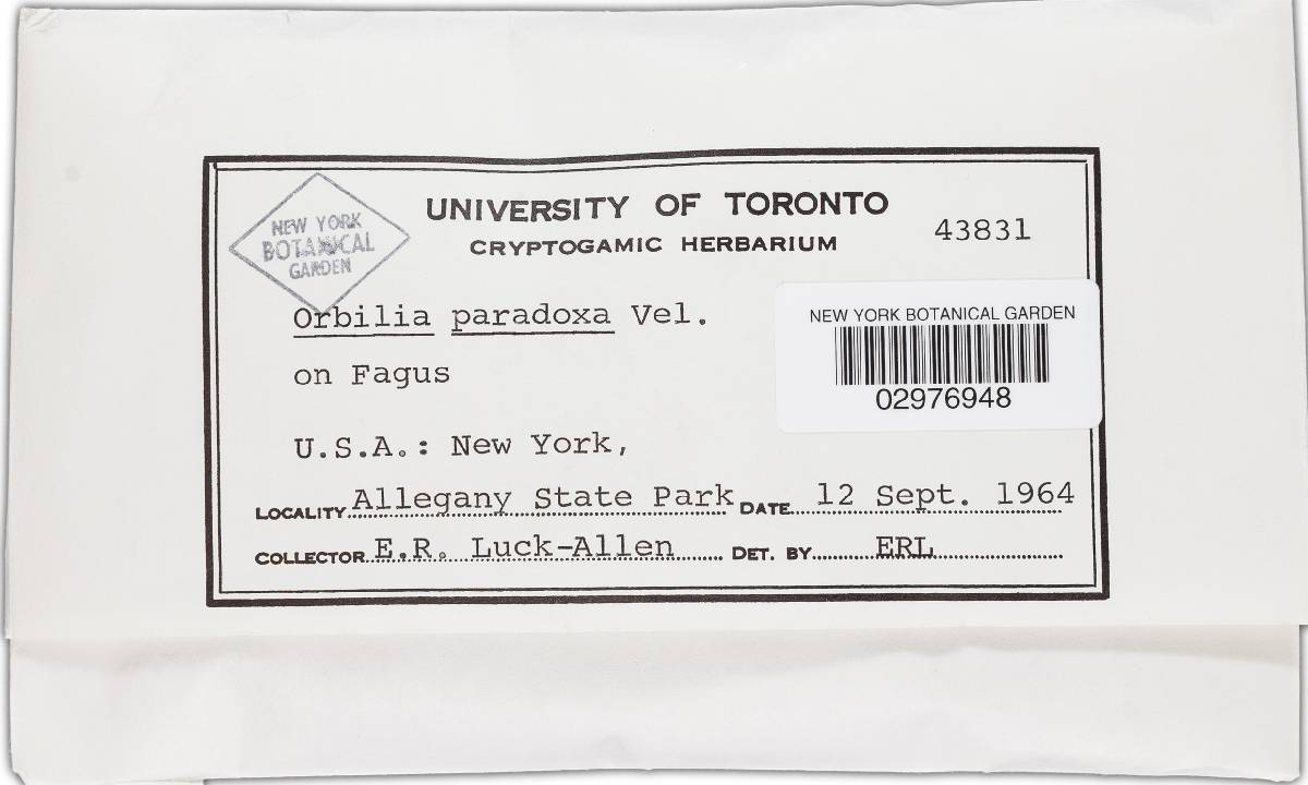 Orbilia paradoxa image