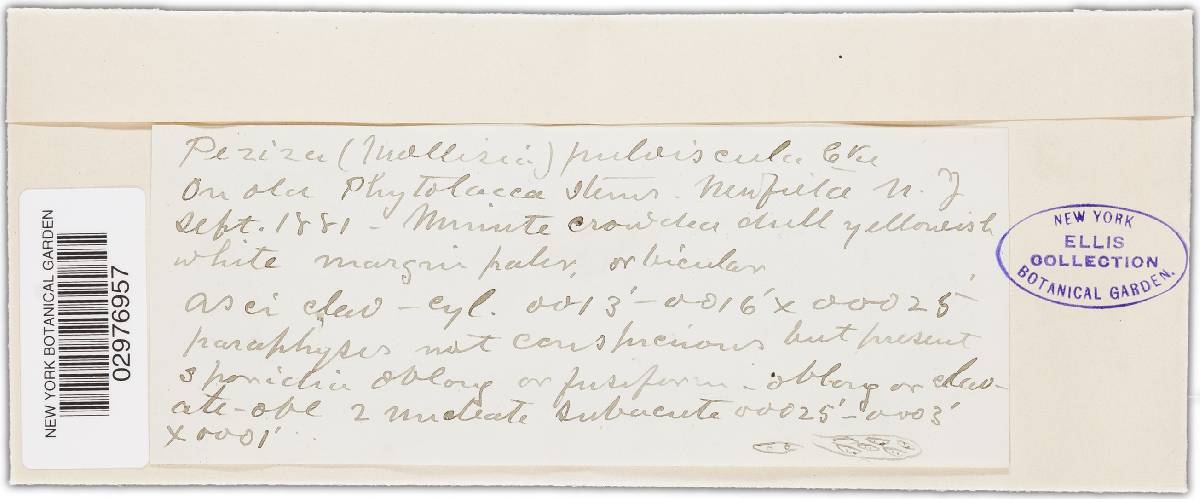 Orbilia pulviscula image