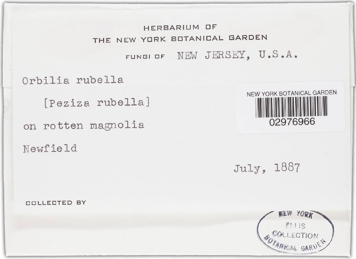 Hyalinia rubella image