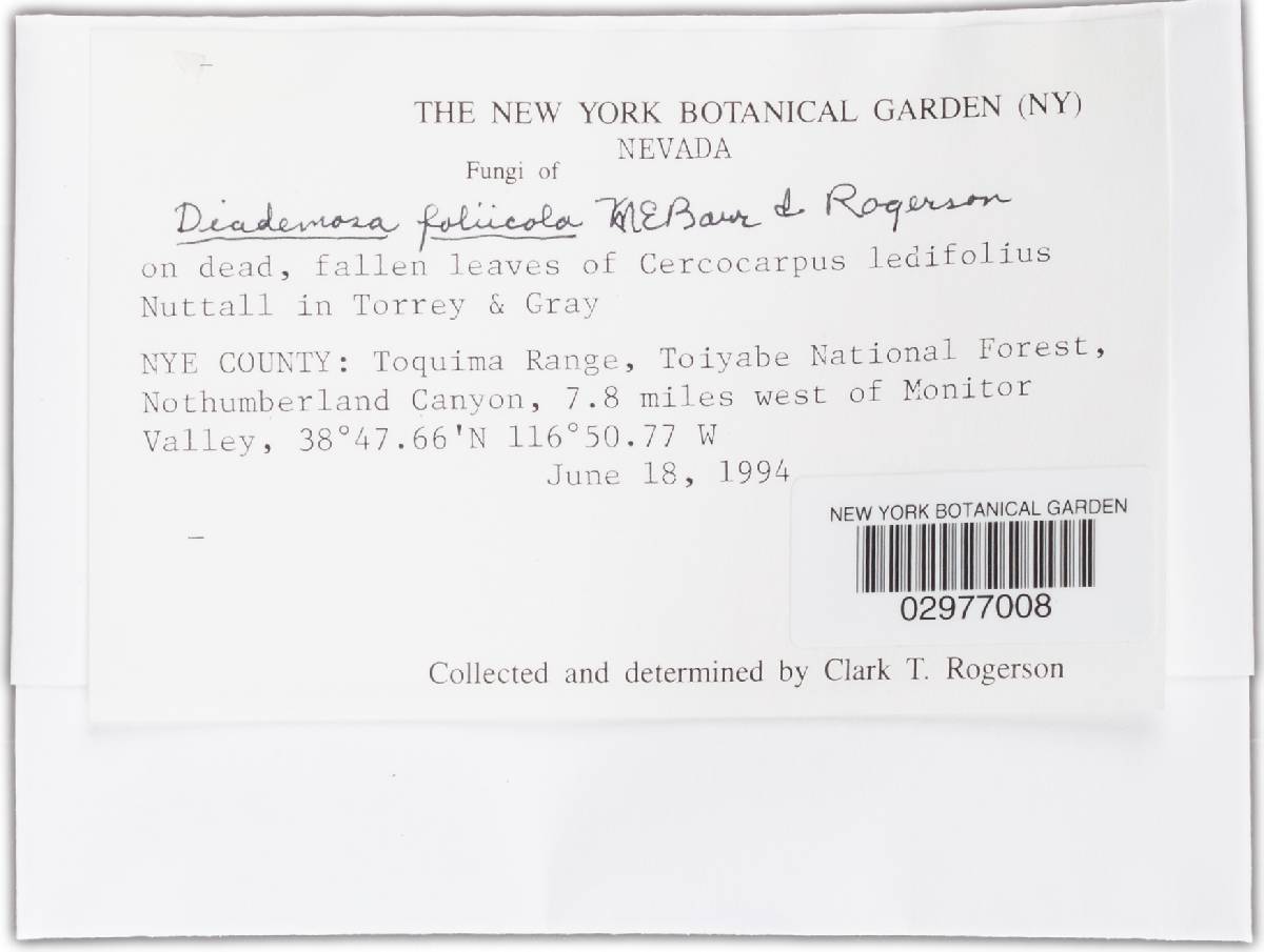 Diademosa foliicola image