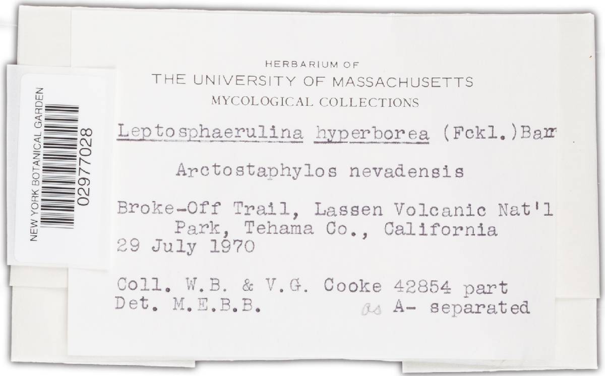 Leptosphaerulina hyperborea image