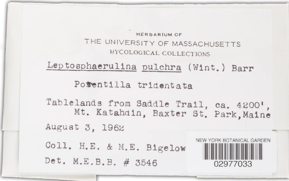 Leptosphaerulina pulchra image