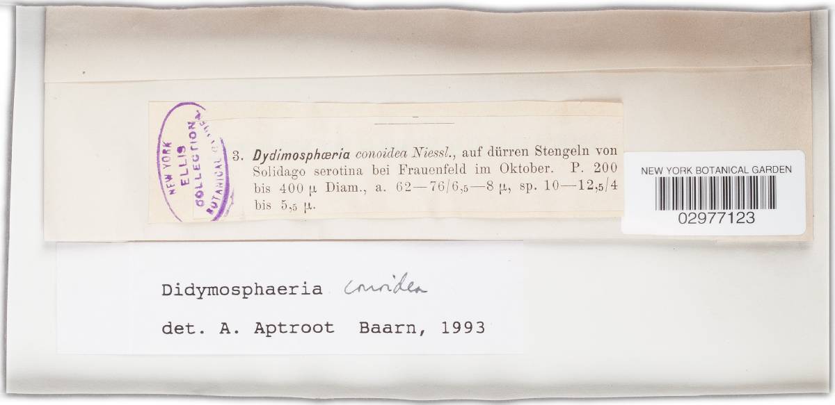 Didymosphaeria conoidea image