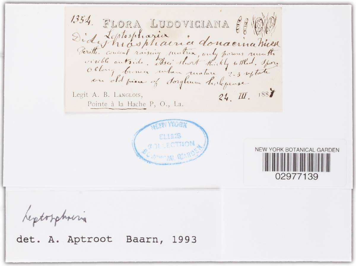 Munkovalsaria donacina image