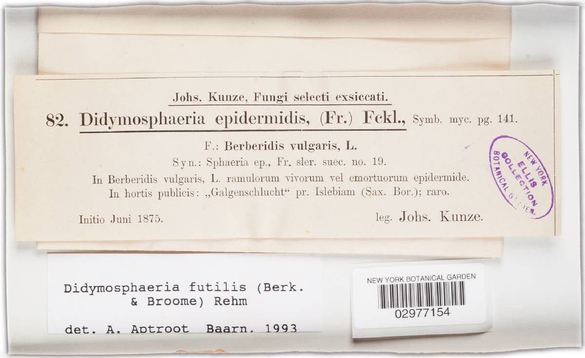 Didymosphaeria epidermidis image