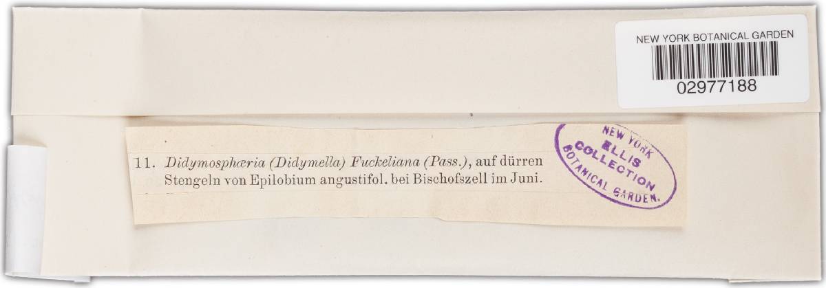 Discostroma tostum image
