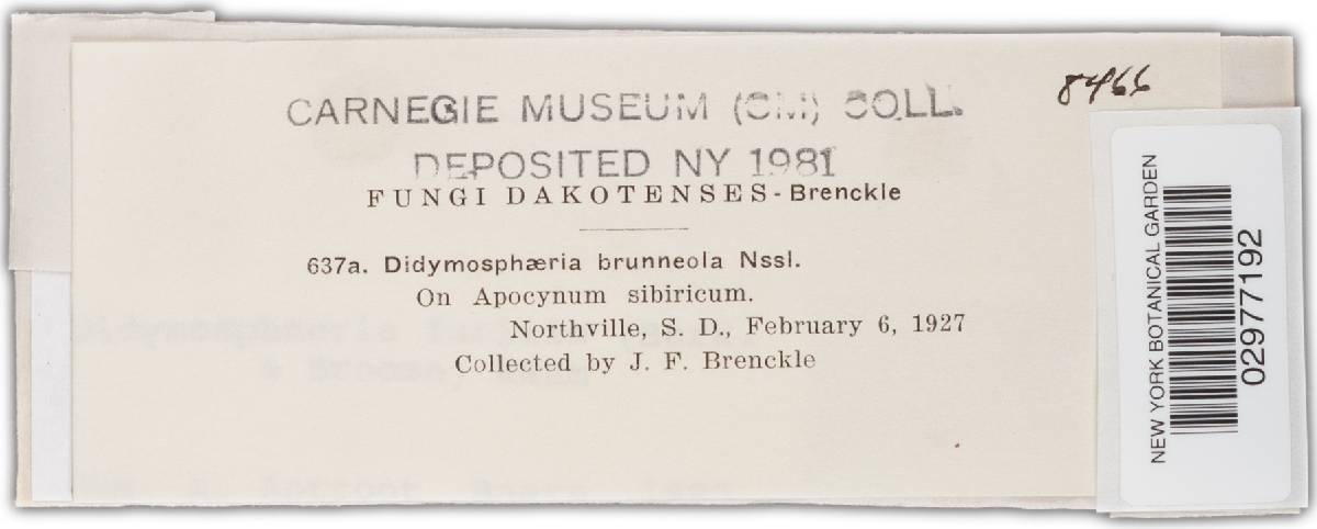 Didymosphaeriaceae image