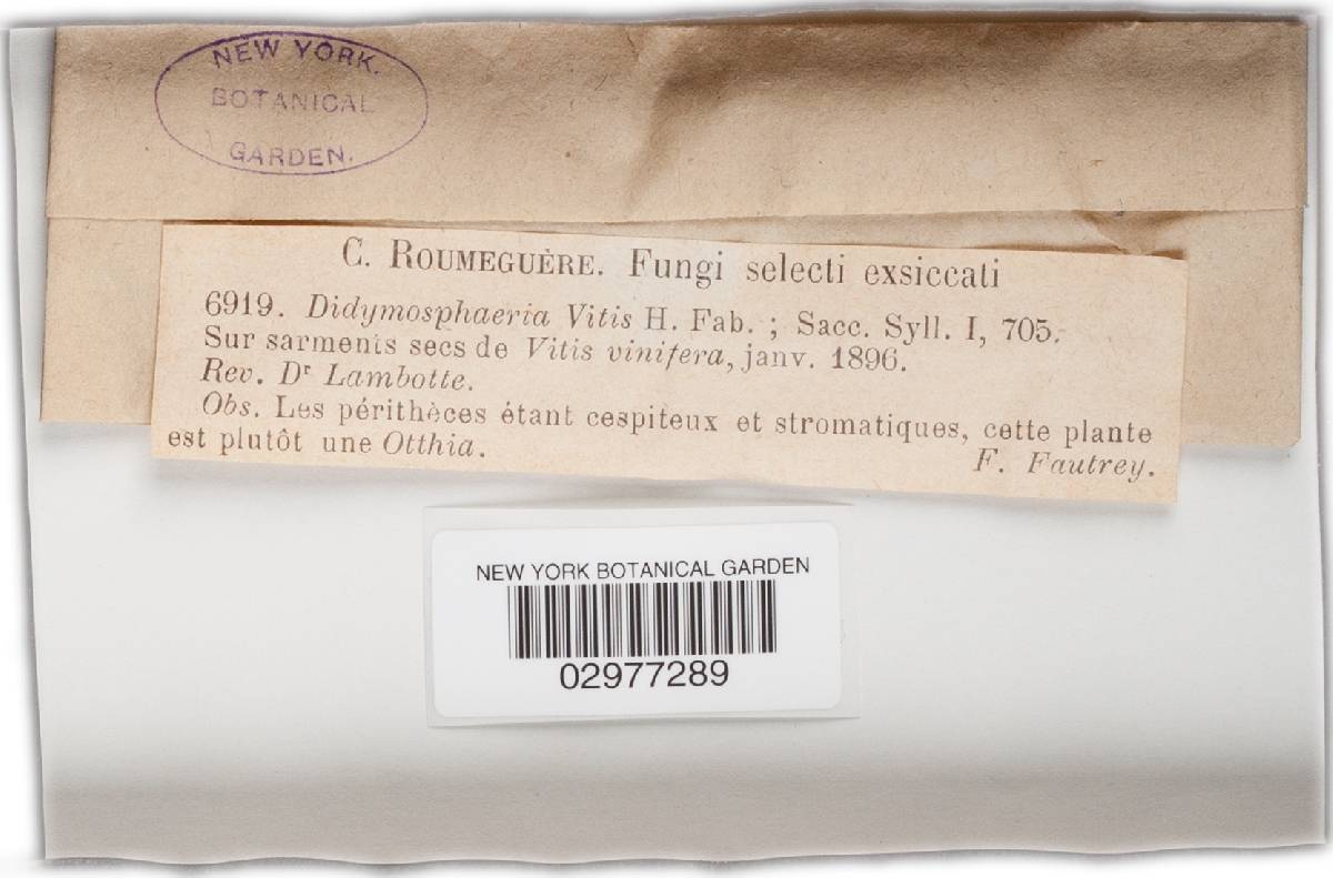 Didymosphaeria vitis image