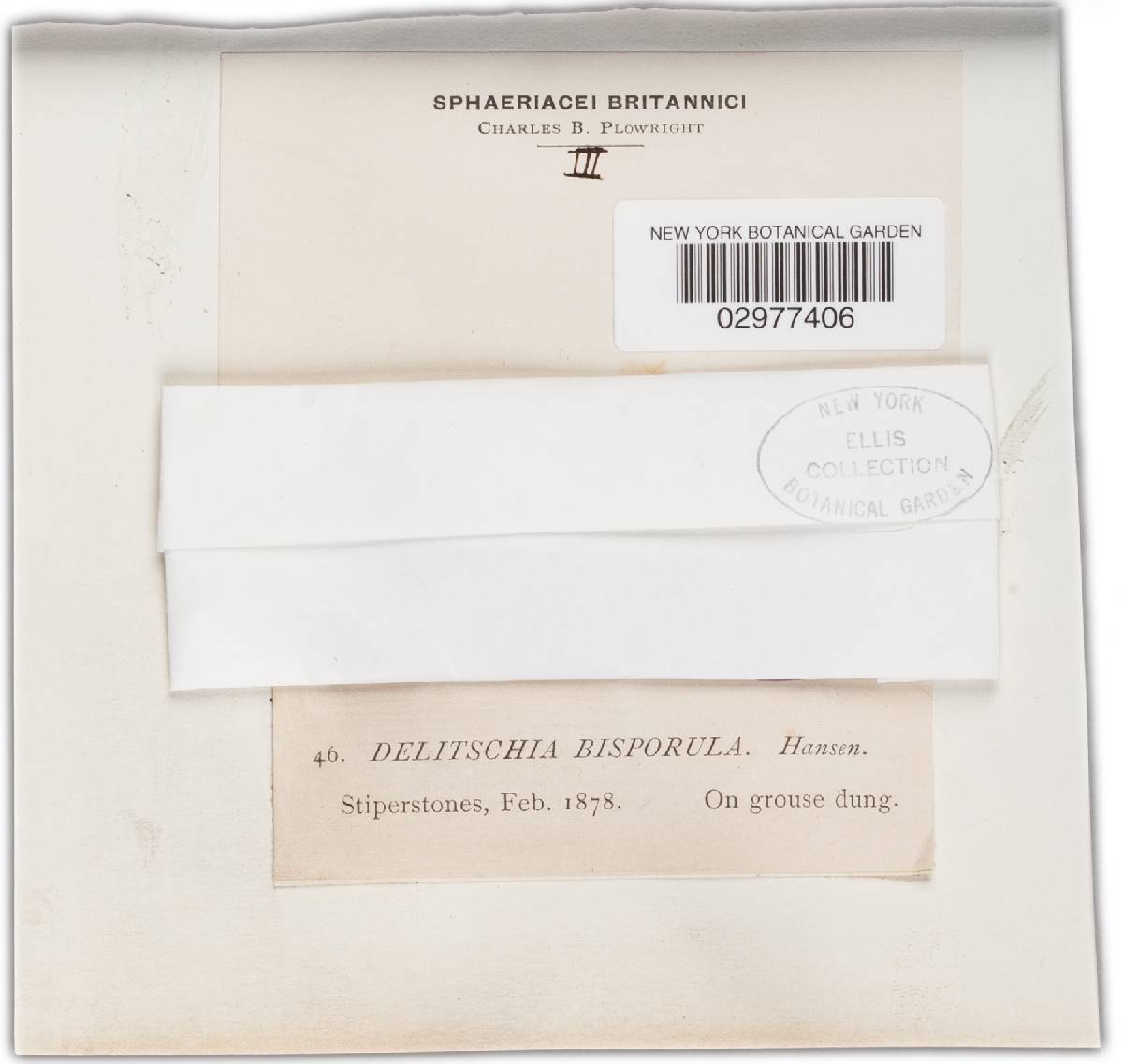Trichodelitschia bisporula image