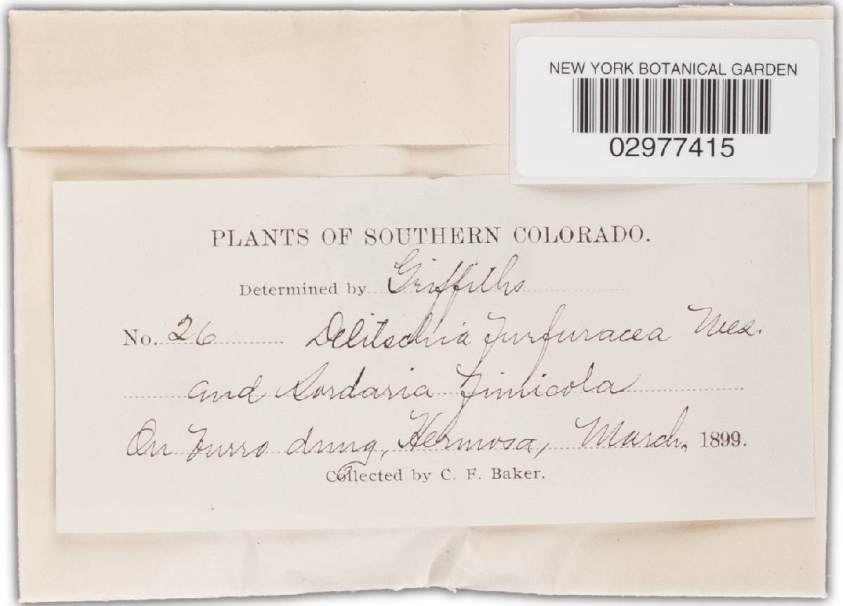 Delitschia furfuracea image
