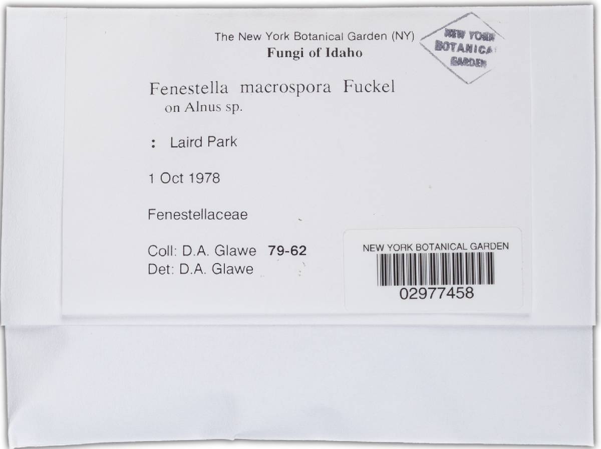 Fenestella macrospora image